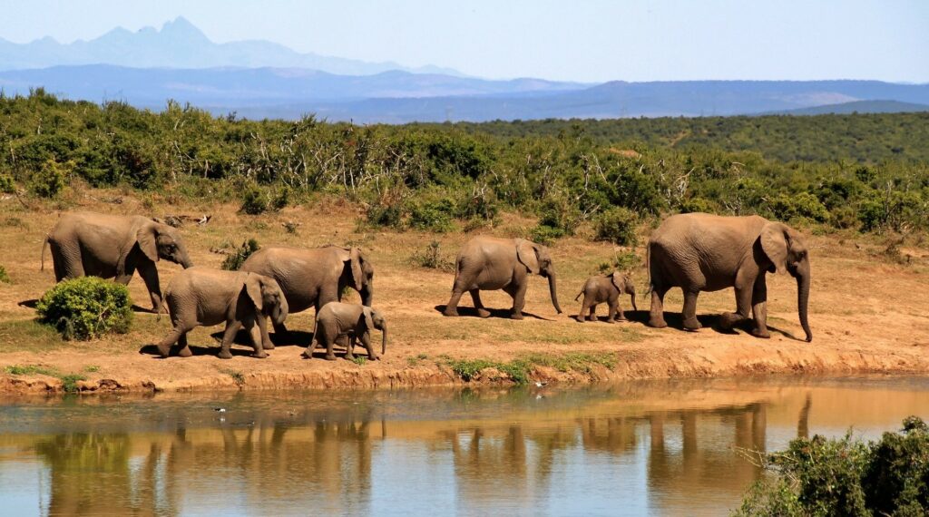 Uganda has got the Savannah and Forest Elephants