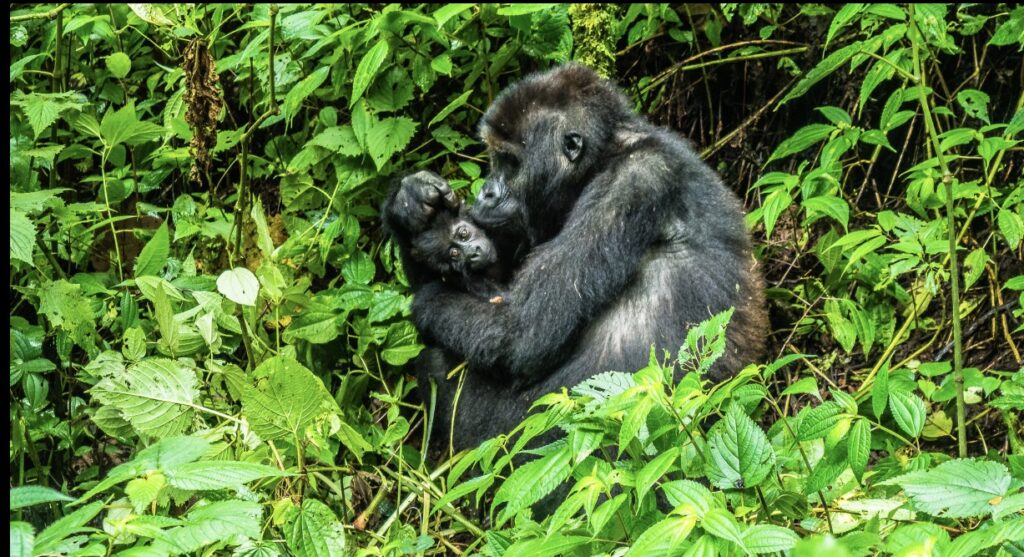 Its famous primates, the park contains 120 other species of mammal – more than any of Uganda’s other national parks