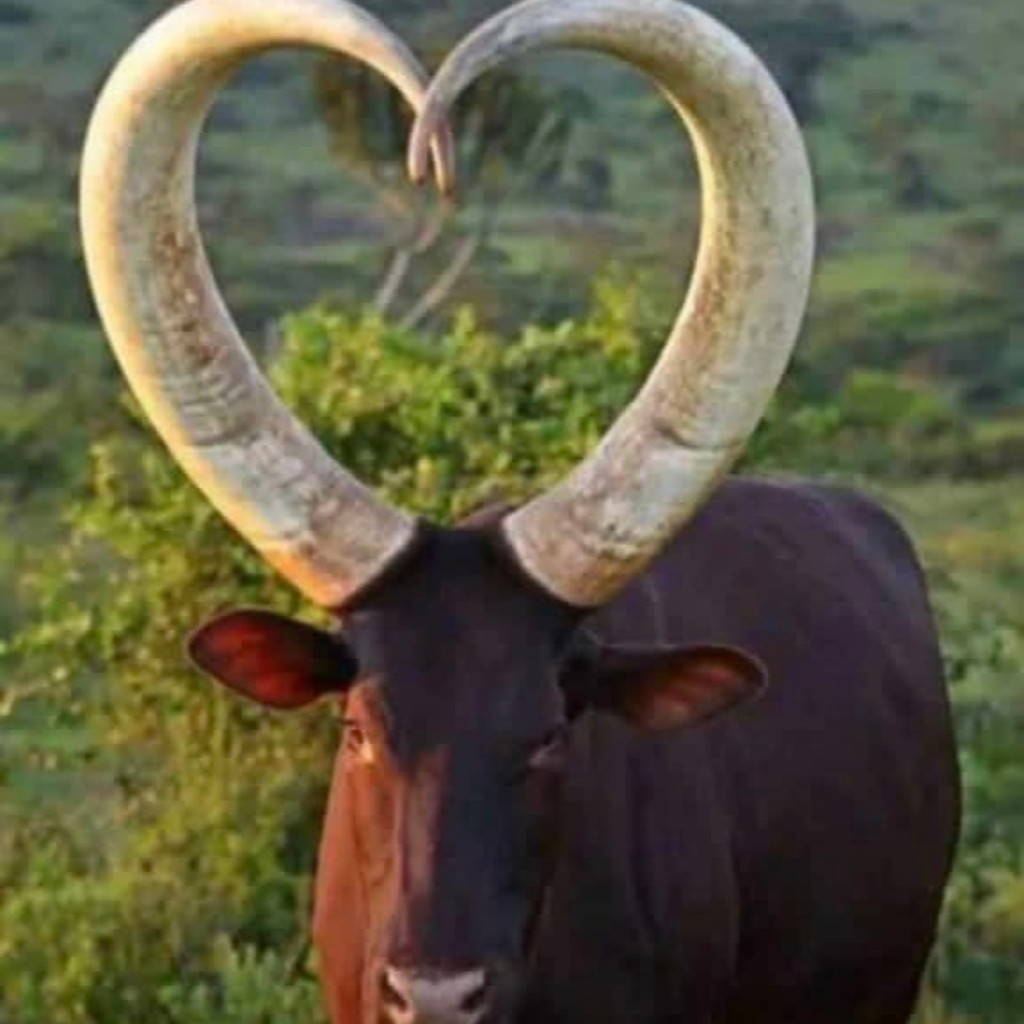 The Ankole cows belong to a breed of African cattle belonging to the broader Sanga cattle group of African Cattle breeds.