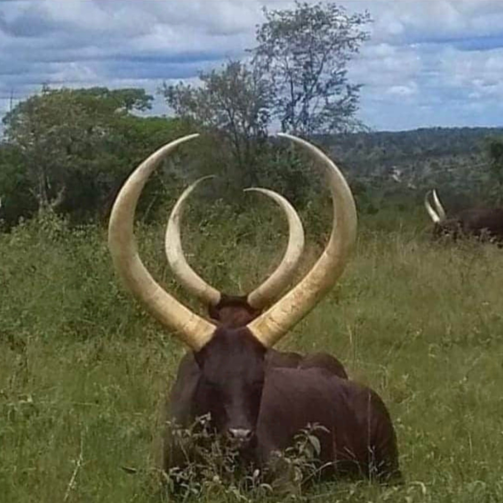 The Ankole Cows were adored in the past and are now a status and wealth symbol.