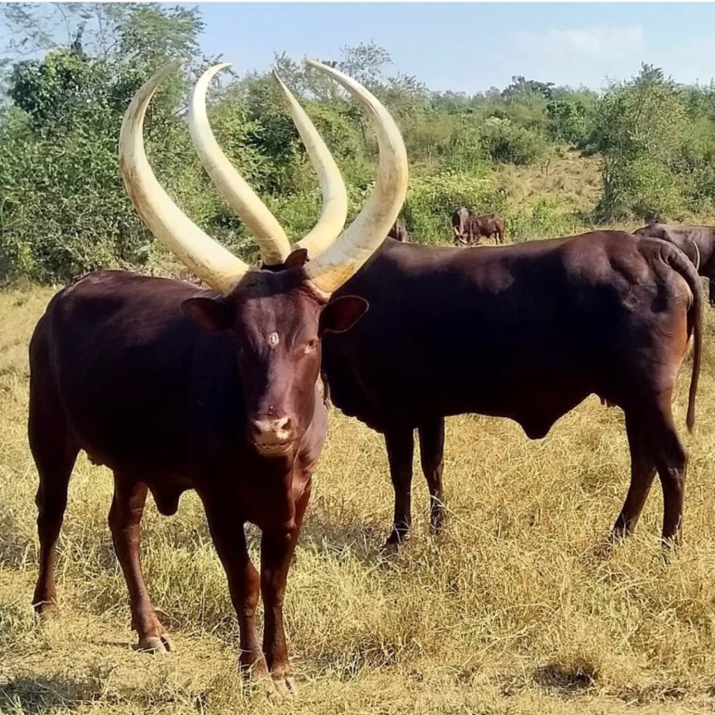 In Ankole, bride price is an exchange of gifts between the families of the bride and groom to signify the new bond they are forming. The amount and value of the gifts depend on the local customs and the tradition of the community.